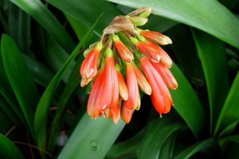 Madeiras Blomster