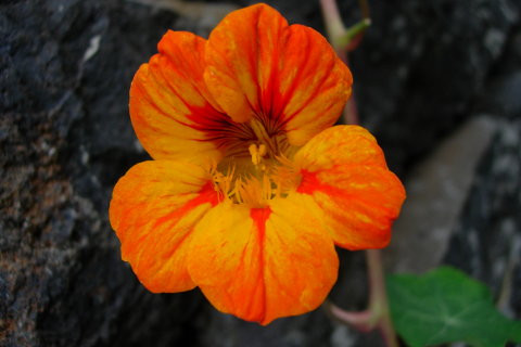 Madeiras Blomster